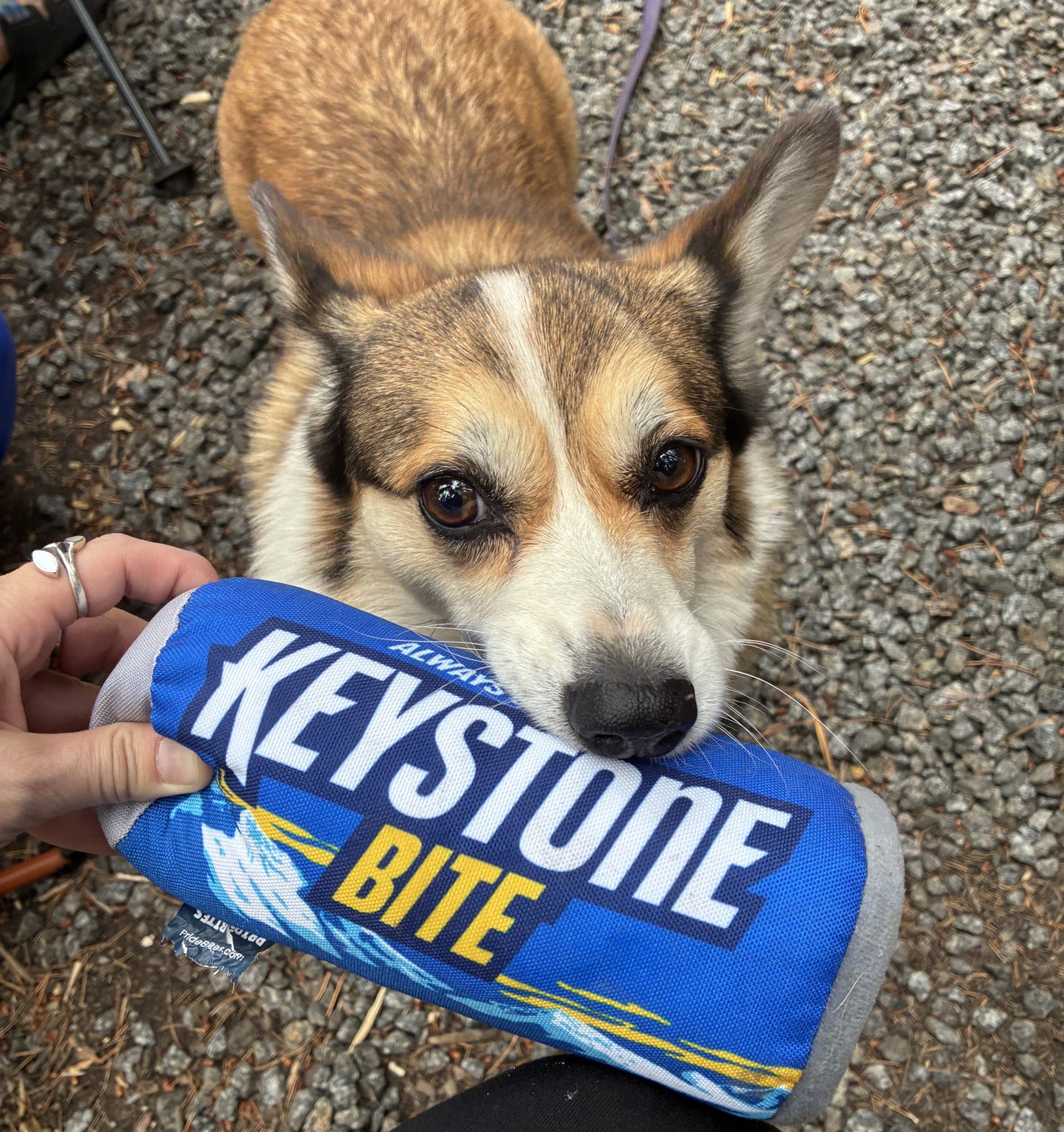 Dog holding a blue 'Keystone Bite' toy in its mouth on a gravel surface.