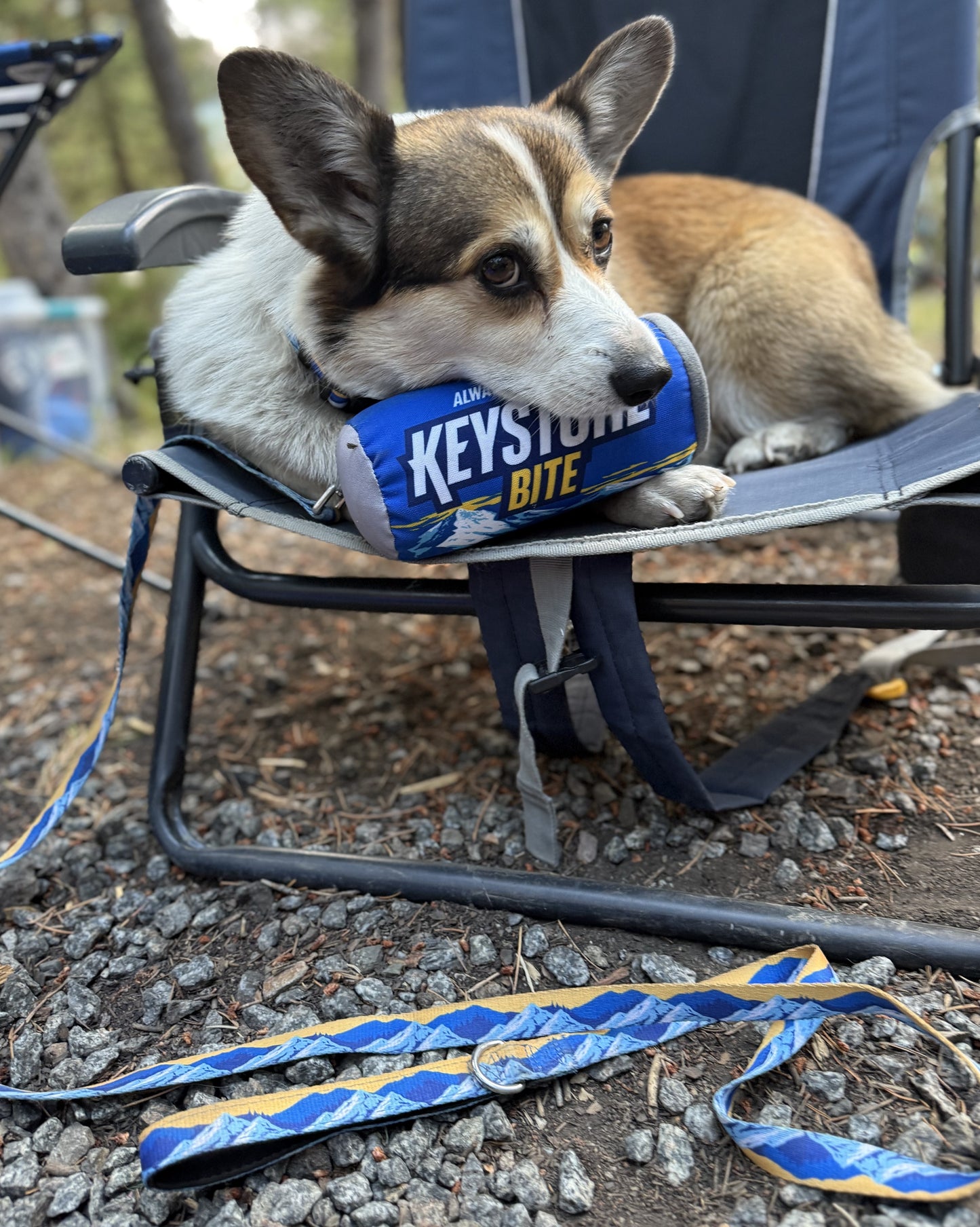 Dog chewing on a Keystone beer can, sitting on a camping chair outdoors.