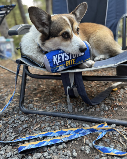 Dog chewing on a Keystone beer can, sitting on a camping chair outdoors.