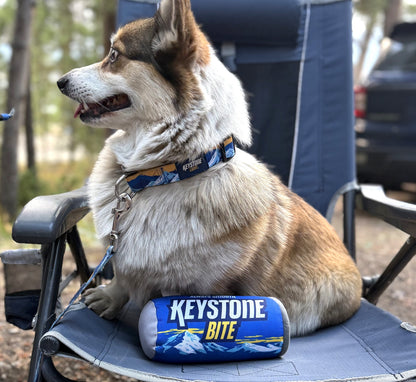 Dog sitting on a camping chair with a Keystone Bite product in the foreground